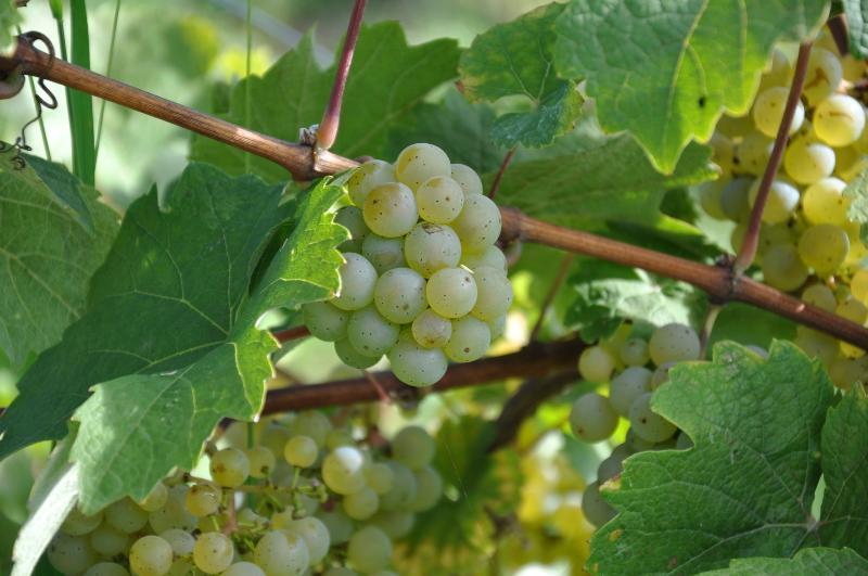 Weinhotel Ayler Kupp Luaran gambar